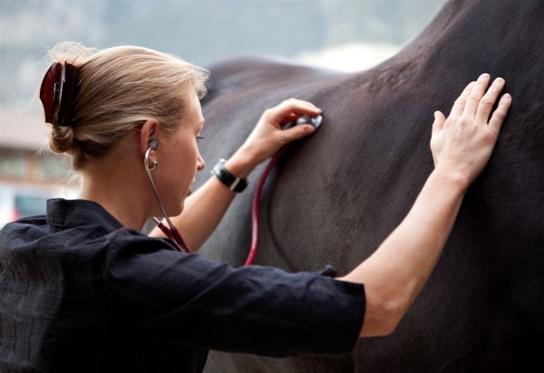 Dr. med. vet Sabine Scheiring mit ihrer mobilen Tierarztpraxis